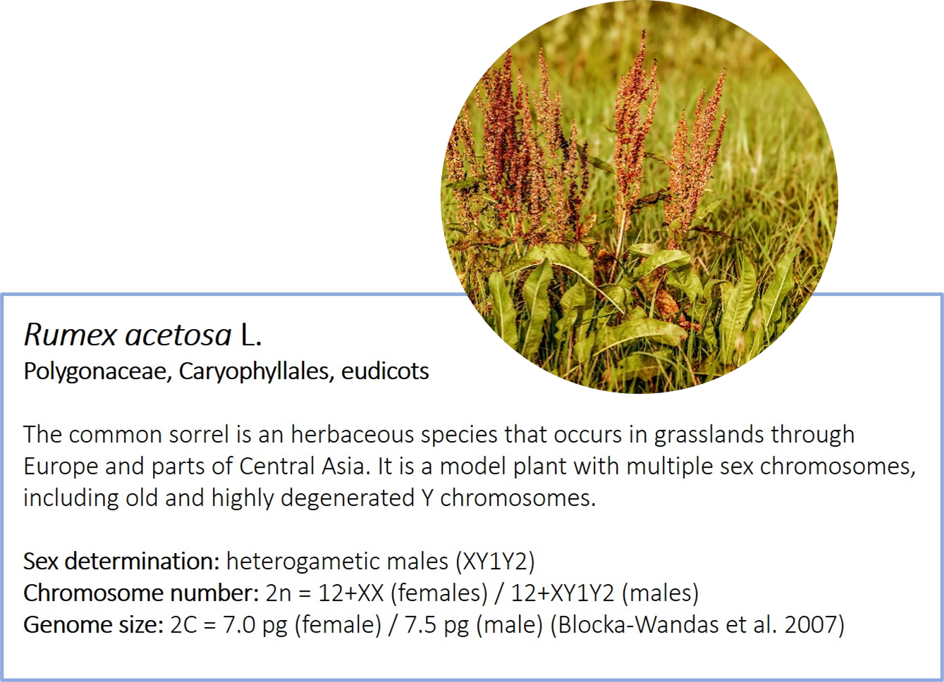 Rumex acetosa